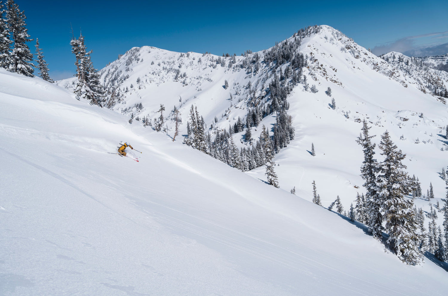 A skier in a Black Diamond jacket makes a turn on a wide, snow-covered mountain slope with snow-covered pine trees and a clear blue sky in the background.