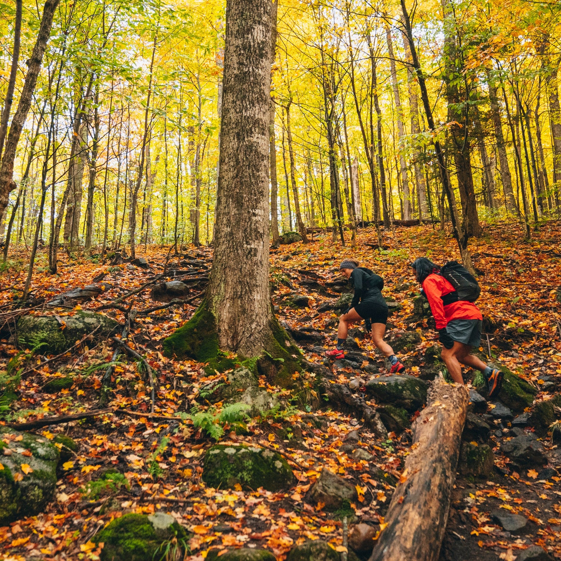 Two hikers under glowing trees in the fall. 